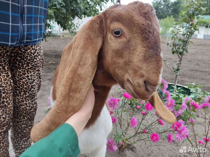 Козёл камори вязка