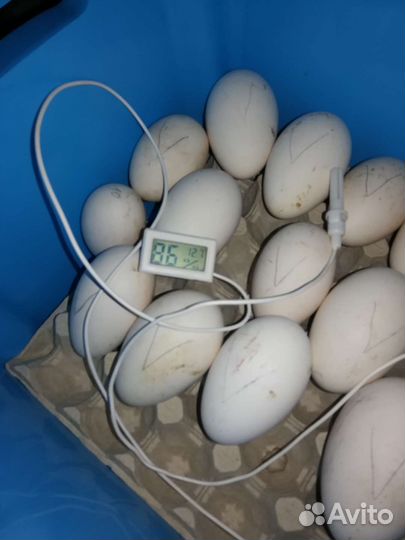 Инкубационные яйца домашних птиц
