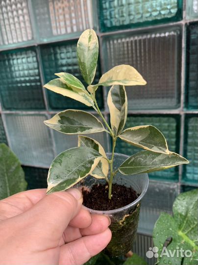 Мандарин, лимоны