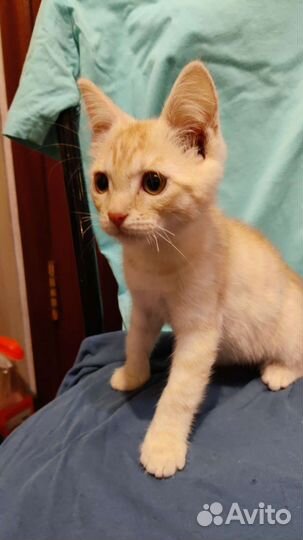 Котенок ищет дом