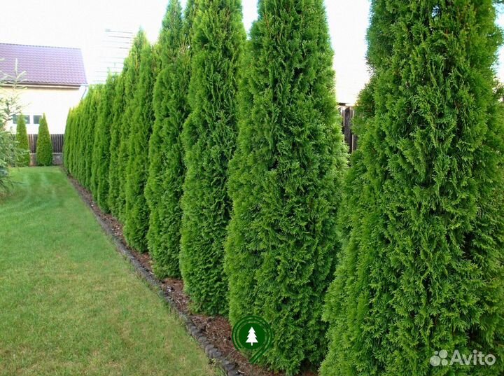 Туя смарагд, брабант, колумна. Из питомника