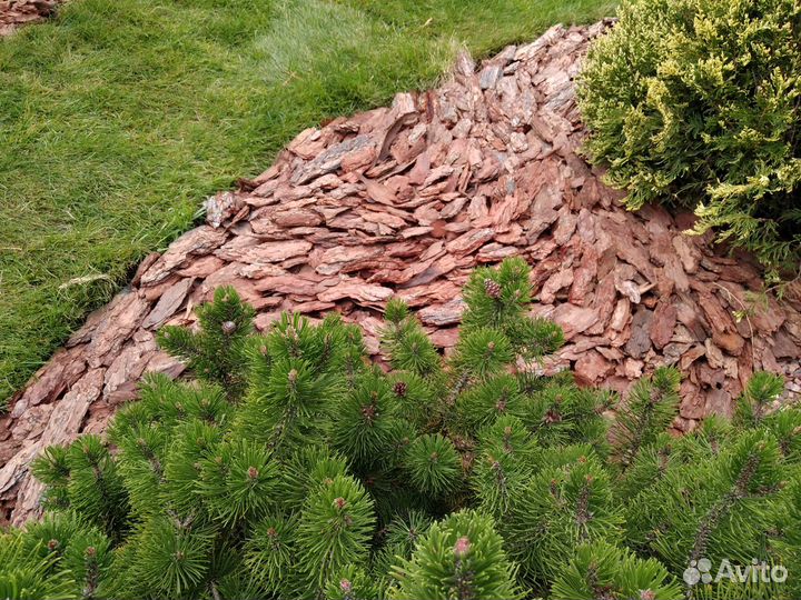 Кора, мульча сосна: 