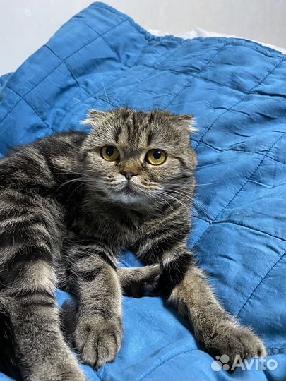 Шотландская вислоухая девочка вязка