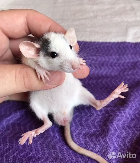 Крысята Хаски Дамбо из Питомника