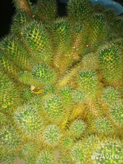 Кактусы и суккуленты