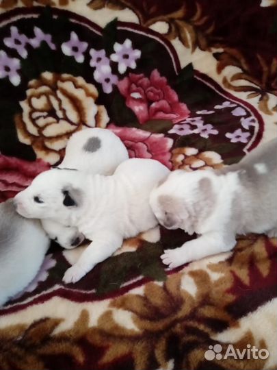 Щенки Хаски