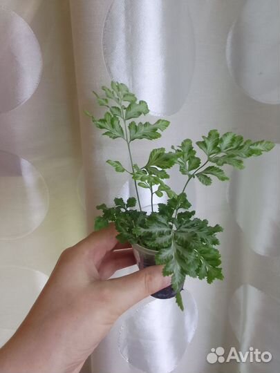 Папоротники