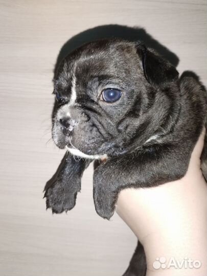 Щенок французского бульдога