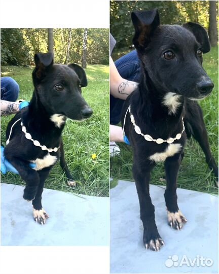 Щенки курцхаара в добрые руки