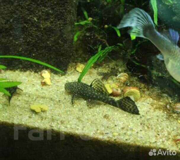 Рыба сом анциструс