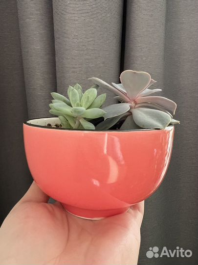 Флорариум мини-садик из суккулентов