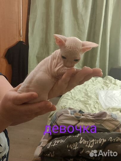 Донской сфинкс котята