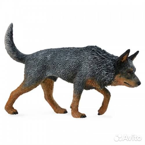 Австралийская пастушья собака, L, 88672b