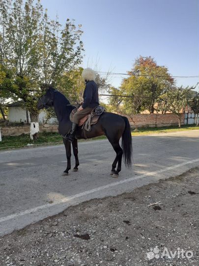 Лошадь жеребец