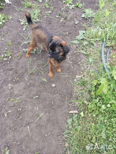 Пти брабансон