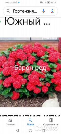 Крупнолистные гортензии