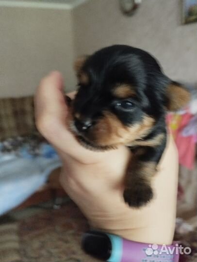 Йоркширский терьер