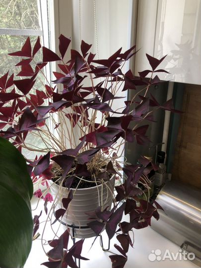 Кислица оксалис