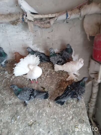 Продажа голубей