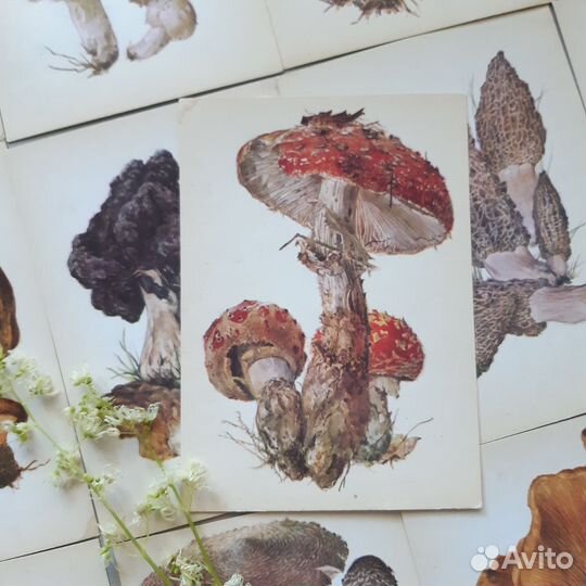 Винтажные открытки Грибы