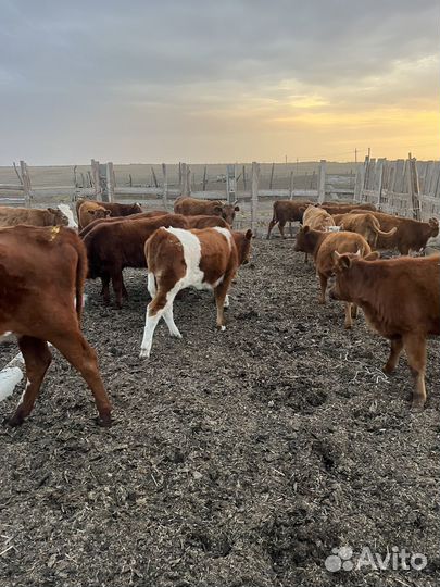 Телки подсосные