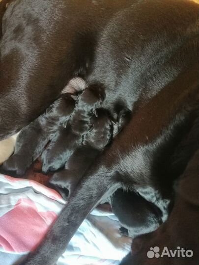 Щенки лабрадора