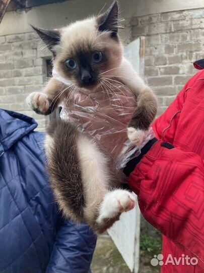 Великолепные котята