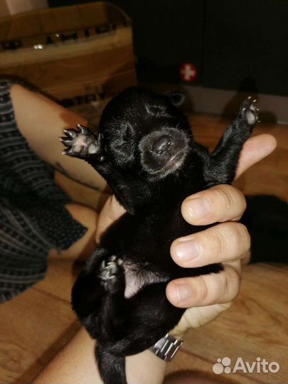 Щенки ищут дом щенки бесплатно