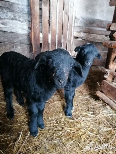 Овцы бараны ягнята оптом