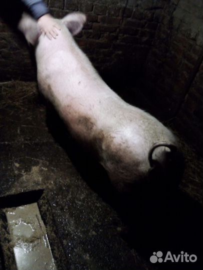 Домашние животные