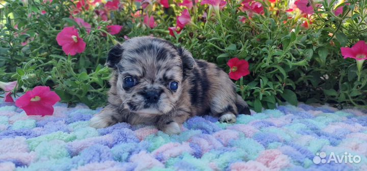 Чихуахуа девочка мерль