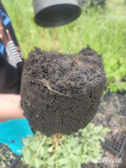 Спирея японская