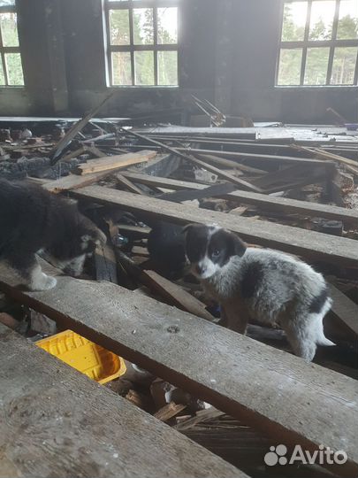 Щенок в добрые руки