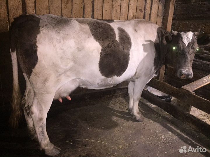 Корова высокоудойная четыре отела цена 75000