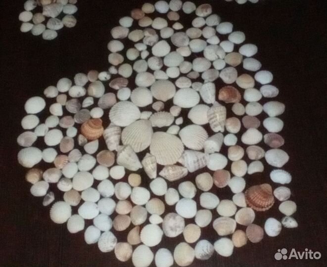 Морские ракушки (Турция, Тайланд)