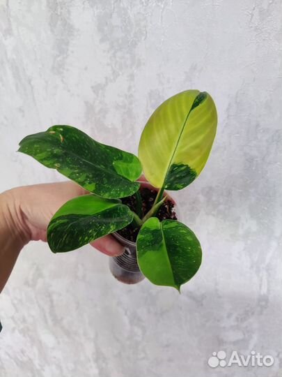 Филодендрон конго грин марбл