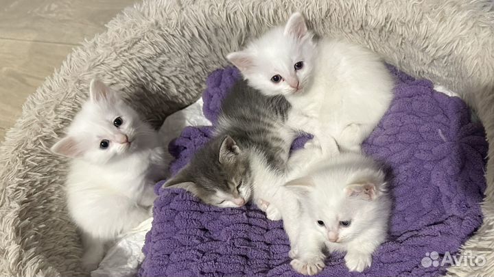 Котята в добрые руки