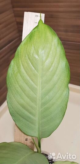 Спатифиллумы сортовые