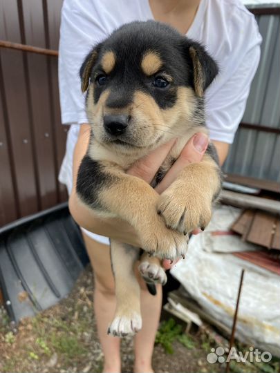 Щенок двортерьер