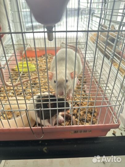 Декоративная крыса дамбо