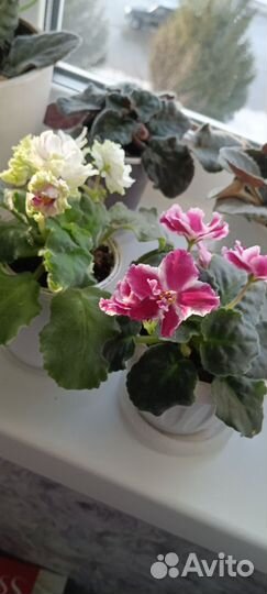 Сортовые фиалки