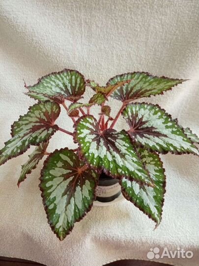 Декоративно лиственная бегония