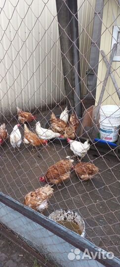 Куры несушки