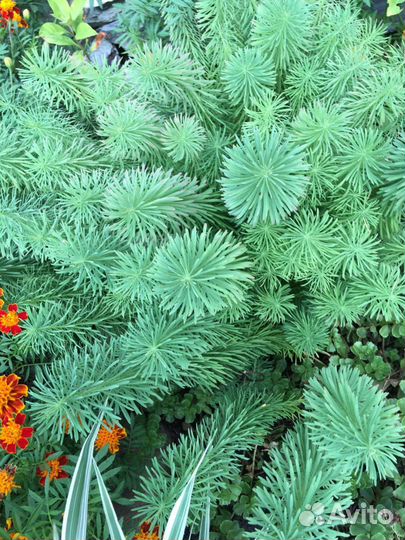 Молочай кипарисовый многолетник