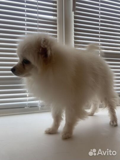 Белый померанский шпиц мальчик