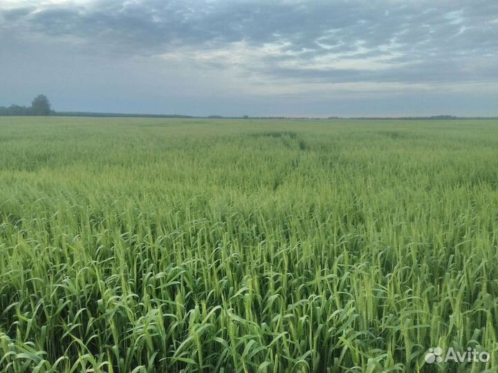 Пшеница яровая