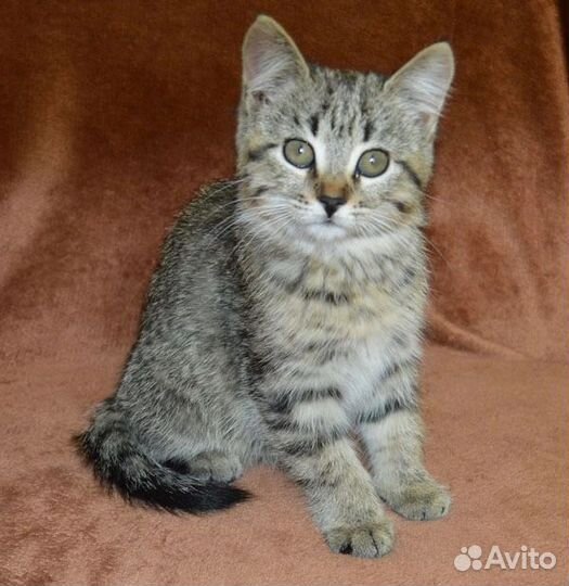 Кошечки в добрые руки