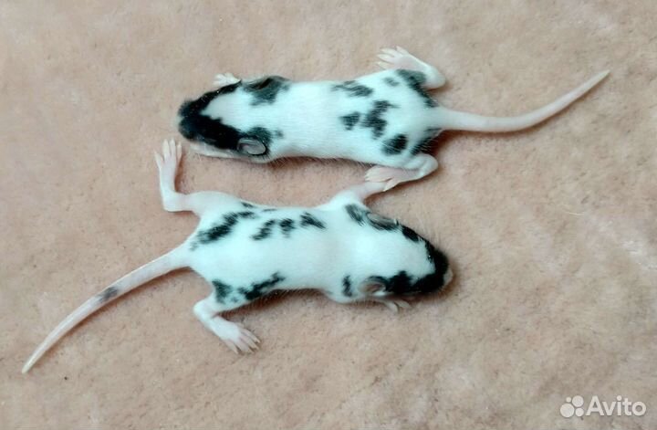 Мыши декоративные