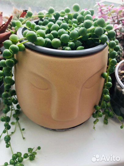 Зелёные бусы.Крестовник Роули