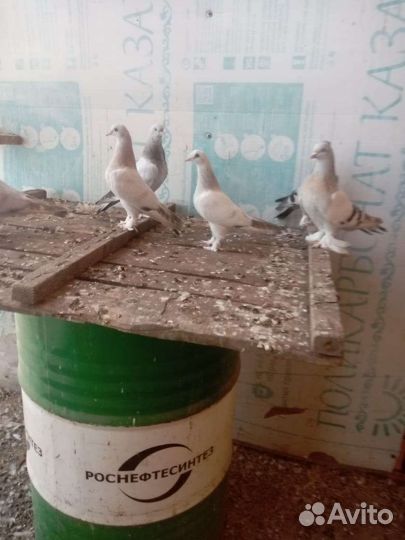 Голуби Турки и Бакинцы